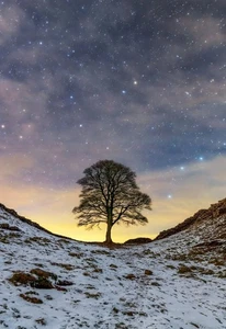 Small A6 Sycamore Gap Tree Poster (Brand New) - Picture 1 of 2