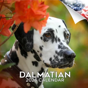 Dalmatiner Wandkalender 2026 HUND HAUSTIER Tierliebhaber Geschenk Welpe - Bild 1 von 2