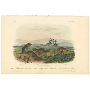 Audubon Quadrupeds Octavo Bowen 1849 h/c litho Pl 144 Townsend's Arvicola - Picture 1 of 2