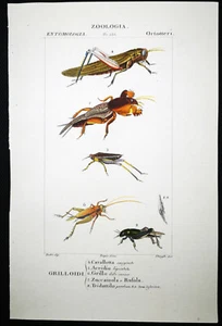 1831,PRETRE ORIGINAL ENGR. EDLE ANTIKE AQUARELL GRILLEN, HEUSCHRECKE XPA - Bild 1 von 4