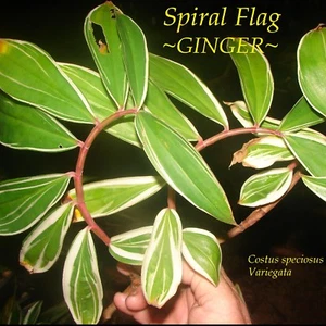 ~DARCY~ Costus speciosus SPIRAL FLAG GINGER Variegata live small potted PLANT - Picture 1 of 4