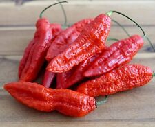 Hot Chili Pfeffer Bhut Jolokia Rot - über eine Million Einheiten - 10 Samen
