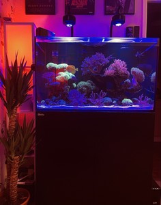 red sea tank for sale