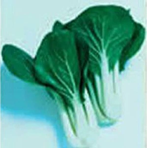 25 Seeds Pac Choi Chinese Cabbage Seeds (More Heirloom Organic Non GMO Vegetable - Picture 1 of 1