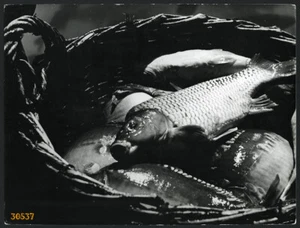Larger size original marked fine art Photograph, 1930's by SZENDRŐ, still life w - Picture 1 of 3