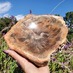 6bs+ Petrified Wood Bowl Agate Veins Rustic Decor Trinket Dish - Picture 1 of 10