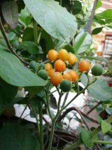 Tamarillo enano - Solanum abutilides - 10+ semillas - ¡Semillas de reliquia! So 057 - Imagen 1 de 1