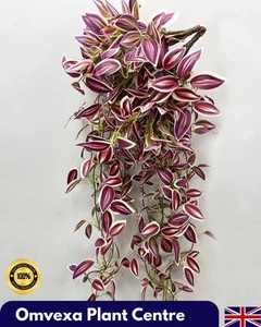 Planta arrastrado judía errante artificial realista rosa borgoña hoja enredadera - Imagen 1 de 7