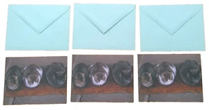 3 Hallmark note cards cats on a mat photograph 5" x 4" blank inside envelopes - Picture 1 of 6