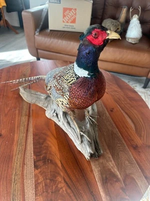 Anillo de taxidermia cuello faisán de pie sobre montaje de madera a la deriva - hermoso trabajo Foto 1 de 4