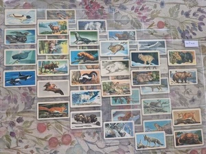 Brooke Bond Canadian 47mm Animals Of North America. - Picture 1 of 12