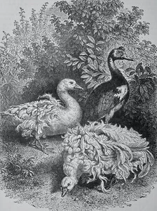 c1888 Antique Poultry Chicken Print SEBASTOPOL & GAMBIAN GEESE by L. Wright - Picture 1 of 2