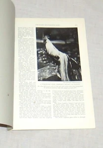 National Geographic Article: Domestic Fowl: Fowl of the Old & New World- 1927 - Imagen 1 de 2
