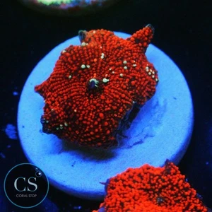 CS RED DEVIL MUSHROOM - WYSIWYG - LIVE CORAL - Frag - SPS LPS ZOAS - Picture 1 of 1