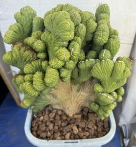 Large Cereus hildmannianus 'Wild Thing' Crestata Crested cactus Well Rooted - Picture 1 of 6