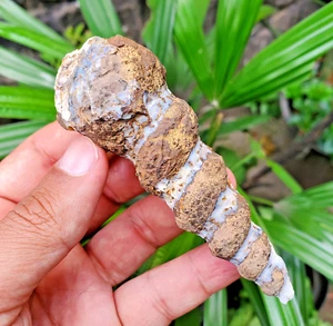 9.5 Cm Top Genuie Raw Turritella Gastropoda Cyrstal Fossil Molusca, Seashells - Picture 1 of 9