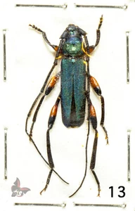 Cerambycidae-Callichromatini No.13, Tanzania, ACTUAL SPECIMEN - Picture 1 of 1