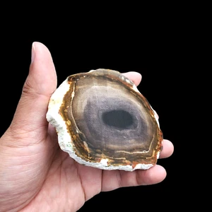 141 gr ERSTAUNLICHE BILD VERSTEINERTE HOLZSCHEIBE POLIERT AUS INDONESIEN - Bild 1 von 4