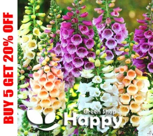 FUCHSHANDSCHUH ZWERG FOXY MIX - 8000 Samen - Digitalis purpurea - ERSTJAHR BLÜHEND - Bild 1 von 2