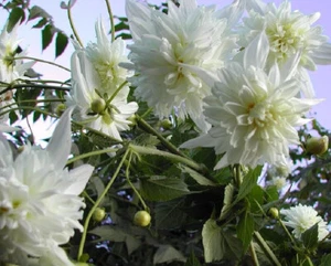 Tree Dahlia Double White " Dahlia Imperialis " x 1 Plant - Picture 1 of 3