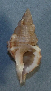 SASSIA REMENSA SEMITORTA 38.12mm BEAUTIFUL SPECIMEN off Tosa, Japan - Picture 1 of 2