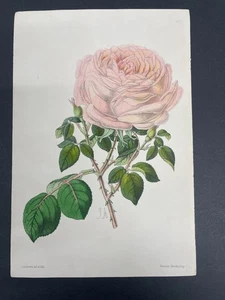 Botanicals, Roses, Antique Prints, James Andrews, Floral Magazine, 1866, #137 - Picture 1 of 1