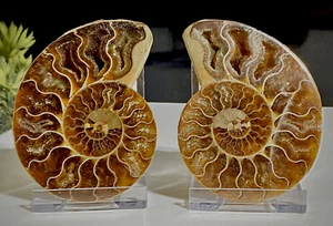 100g Pair High Quality 216 Million Year Old Ammonite Crystal fossils+2 Stands - Picture 1 of 8