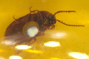 Schöner Käfer mit Barklouse in Burmit Bernstein Fossil aus Dinosaurierzeit - Bild 1 von 11