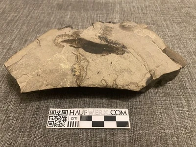 Branchiosaurus amblystomus Fossil aus dem Perm - Bild 1 von 4