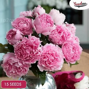 Peonies x15 Seeds Double Peony Indoor Outdoor HousePlants Rare Sarah Pink Flower - Picture 1 of 4