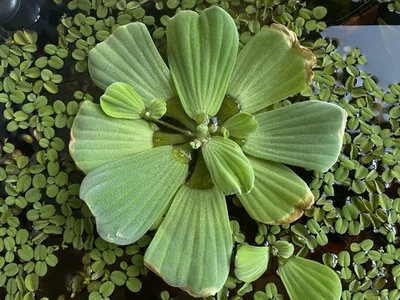 Live Giant Water Lettuce Plant (3–5 Inches) – Healthy Floating Plant [1 count] - Image 1 of 3