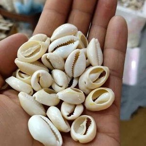 10pcs 18mm~20mm Cowry Shell Loose Craft Pendants Beads Crafting Pieces - Picture 1 of 4