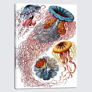 Ernst Haeckel Poster Print Discomedusae Canvas Wall Art Haeckel Aquatic Art - Picture 1 of 6