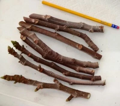  3 Fresh Fig Cuttings Texas Everbearing Fig Tree Cuttings, Zone 6 to 11  - Image 1 of 2