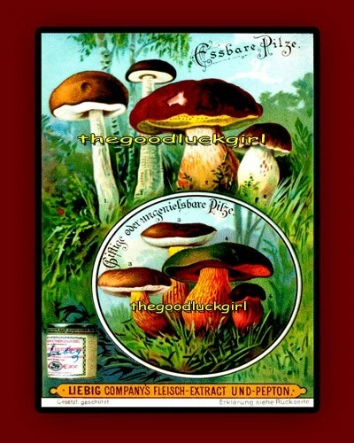 5x7 HONGOS BOLETE & SHIITAKE Vintage Años 1890 Arte Impresión Liebig Publicidad Foto 1 de 1