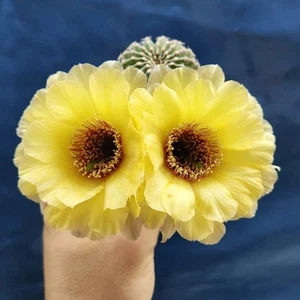 Lobivia hybrid "BLACK THROAT" POT 6 CM On its own root HYB8 - Imagen 1 de 5