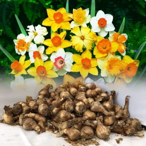 5 KG MIXED DAFFODIL/NARCISSUS BULBS FROM OUR BEST VARIETIES SPRING PERENNIAL - Picture 1 of 8