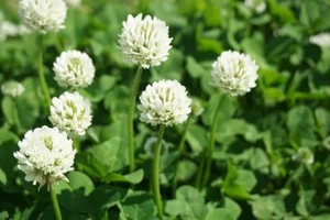 Dutch White Clover Seeds to Plant - Picture 1 of 2