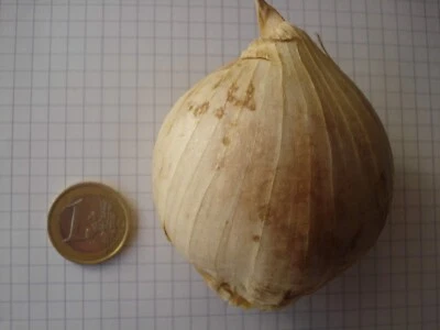 AGLIO GIGANTE - AGLIONE, 10 SEMI - Immagine 1 di 2