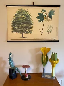 VINTAGE BOTANICAL OLD SCHOOL CHART OF A NORWAY MAPLE TREE PAPER ON CANVAS - Foto 1 di 8