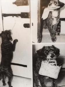 Italian Dog Majordomo Roma Italy old Photo 1953 - Picture 1 of 4