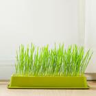 Seed Sprouter Tray Hydroponic Cat Grass Box Catnip Cultivation Box Hydroponic