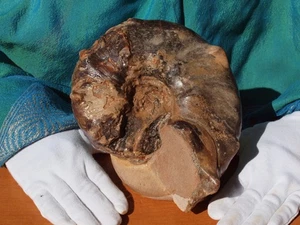 Enorme fósil nautiloide caparazón marino Marruecos período cámbrico 485 millones de años - Imagen 1 de 8