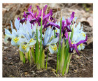 Pack of 50 Mixed Colour Iris Reticulata Bulbs Early Spring Flowering Hardy Plant