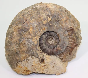 Ammonit, Sonninia dominatrix, Jura, Bajoc, Sherborne Area, Dorset, UK-c941 - Picture 1 of 7