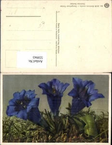 559943,Blumen Gentiana acaulis Stengelloser Enzian - Picture 1 of 1