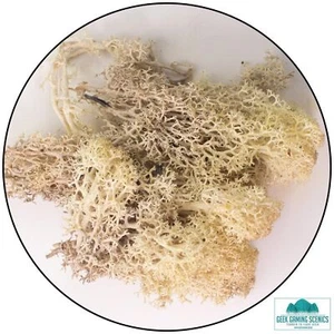 Lichen - Reindeer Moss (Icelandic Moss) Misty White - Picture 1 of 1
