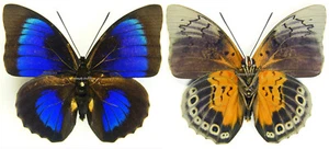 MARIPOSA MONTADA - Prepona dexamenus x Agrias beatifica, M2 - Imagen 1 de 1