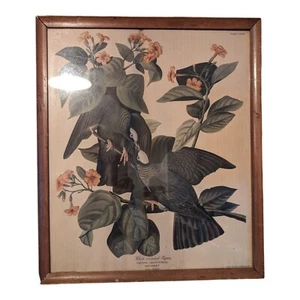 Vintage Audubon White Crowned Pigeon Framed Print Dark Academia Cottagecore 20" - Picture 1 of 12