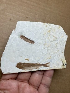 44g Jurassic Period lycoptera fish rock specimen Western Liaoning china - Picture 1 of 19